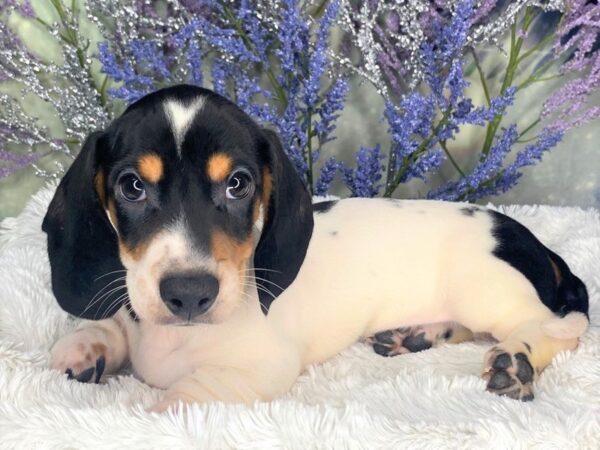 Dachshund DOG Male Black / Tan 1879 Petland Lancaster, Ohio