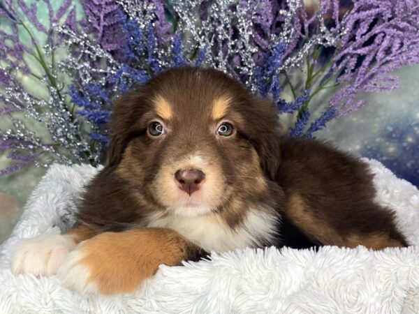 Australian Shepherd DOG Female Red Tri 1875 Petland Lancaster, Ohio