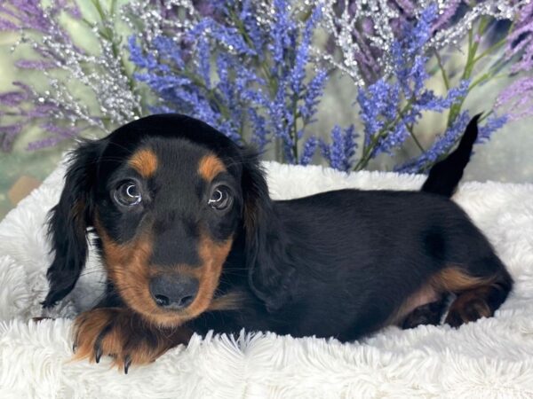 Dachshund-DOG-Female-BLK TAN-1876-Petland Lancaster, Ohio