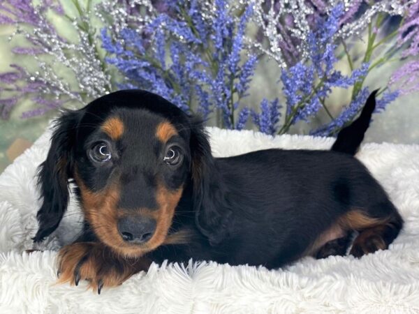 Dachshund DOG Female BLK TAN 1876 Petland Lancaster, Ohio