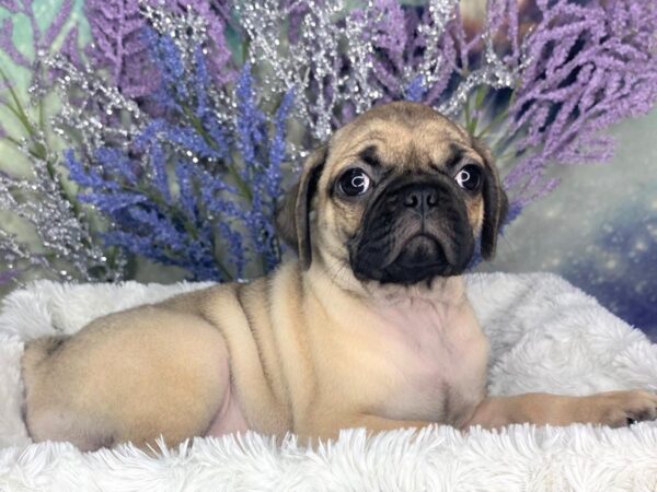 Puggle-DOG-Male-Fawn-1880-Petland Lancaster, Ohio