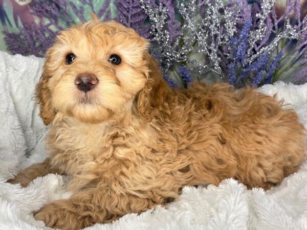 F1B Mini Goldendoodle-DOG-Female-Cream-1881-Petland Lancaster, Ohio