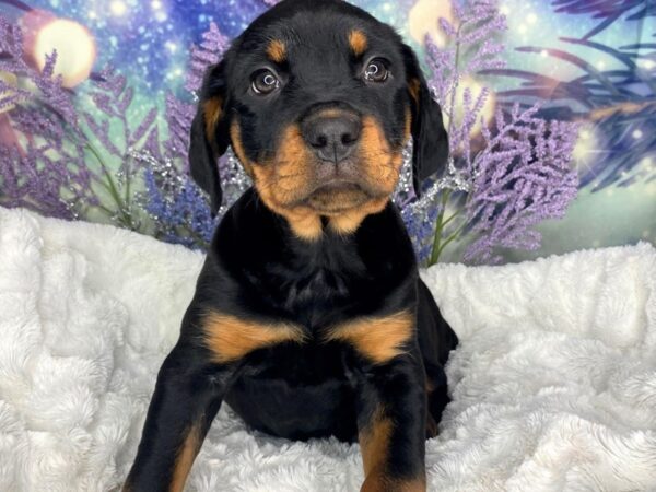 Rottweiler DOG Female Black & Tan 1882 Petland Lancaster