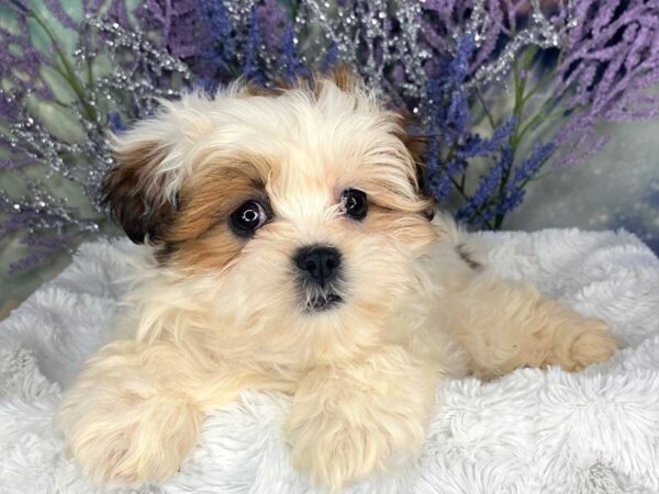 ShizaPoo DOG Female Gold / White 1870 Petland Lancaster