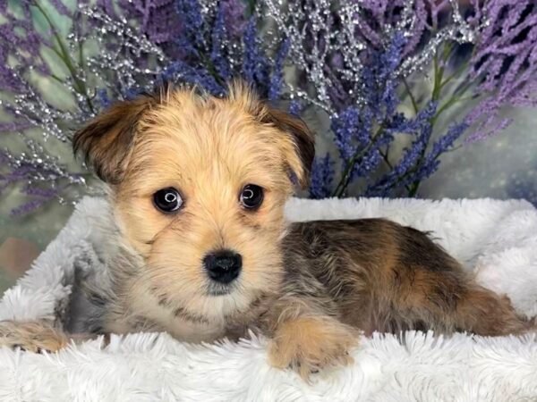 Morkie DOG Female Gold 1871 Petland Lancaster, Ohio