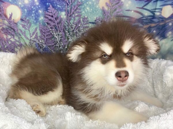 Alaskan Malamute DOG Female Chocolate / White 1872 Petland Lancaster, Ohio