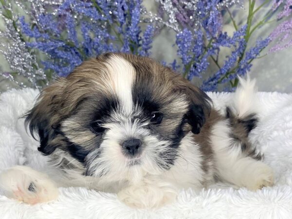 Shih Tzu DOG Male Gold / White 1874 Petland Lancaster, Ohio