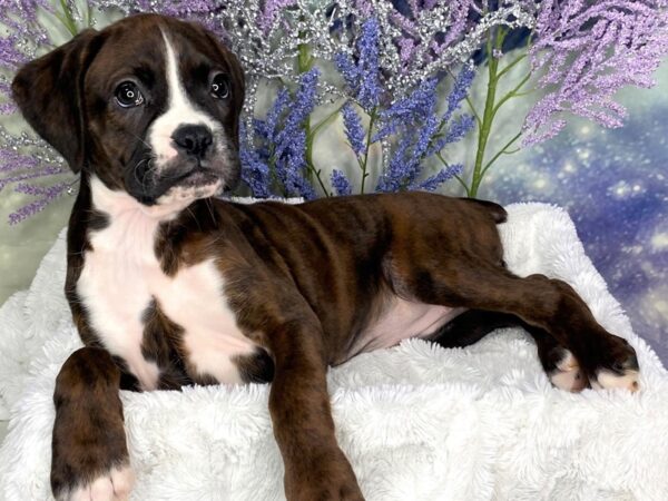 Boxer DOG Female Brindle / White 1890 Petland Lancaster, Ohio