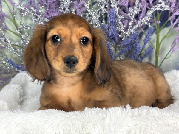Dachshund-DOG-Male-Wild Boar-1889-Petland Lancaster, Ohio