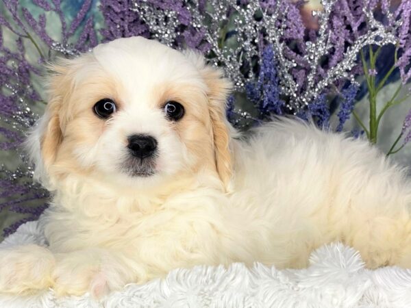 Pekeapoo DOG Male Cream / White 1888 Petland Lancaster, Ohio