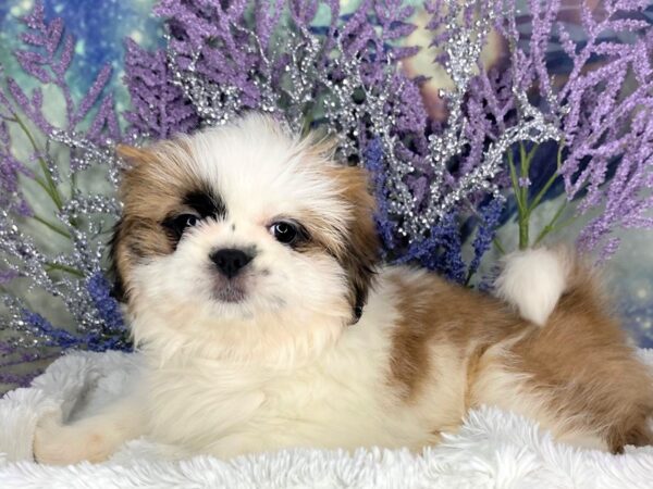 Pekatzu DOG Female Gold / White 1887 Petland Lancaster, Ohio