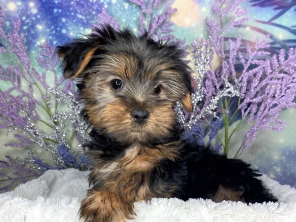 Yorkshire Terrier DOG Male Black / Tan 1886 Petland Lancaster, Ohio