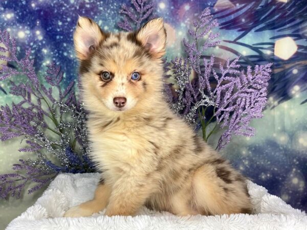 Pomsky DOG Female Red Merle 1885 Petland Lancaster, Ohio