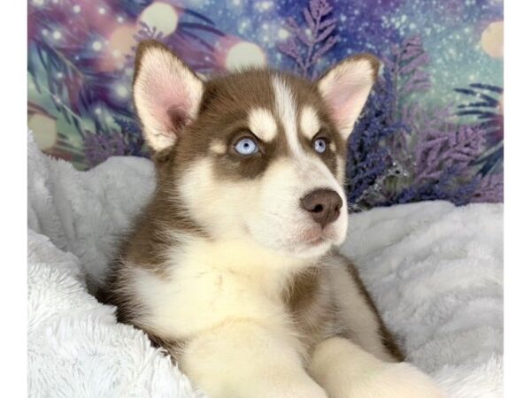 Siberian Husky-DOG-Female-rd, wht-1897-Petland Lancaster, Ohio
