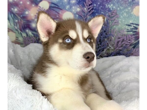 Siberian Husky DOG Female rd, wht 1897 Petland Lancaster, Ohio