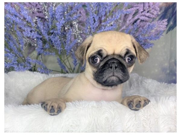 Pug DOG Female fawn 1903 Petland Lancaster, Ohio