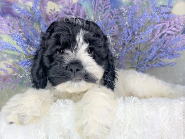 Cockachon DOG Male Black 1892 Petland Lancaster
