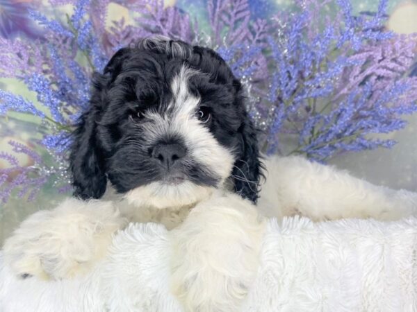 Cockachon-DOG-Male-Black-1892-Petland Lancaster, Ohio