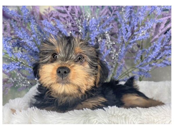 Yorkshire Terrier-DOG-Female-Black / Tan-1893-Petland Lancaster, Ohio