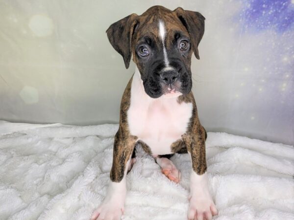 Boxer DOG Male brindle 1901 Petland Lancaster, Ohio