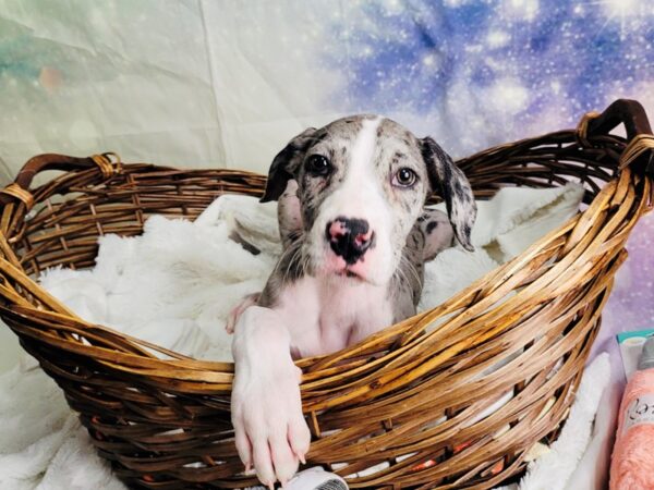 Great Dane DOG Female Blue Merle 1900 Petland Lancaster, Ohio