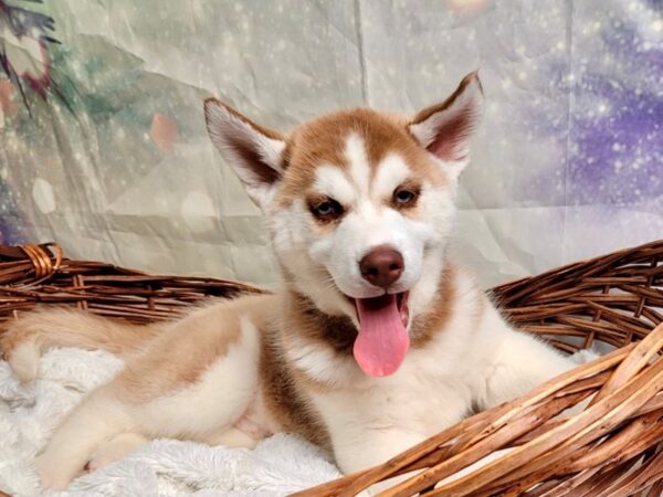 Siberian Husky DOG Male rd, wht 1902 Petland Lancaster, Ohio