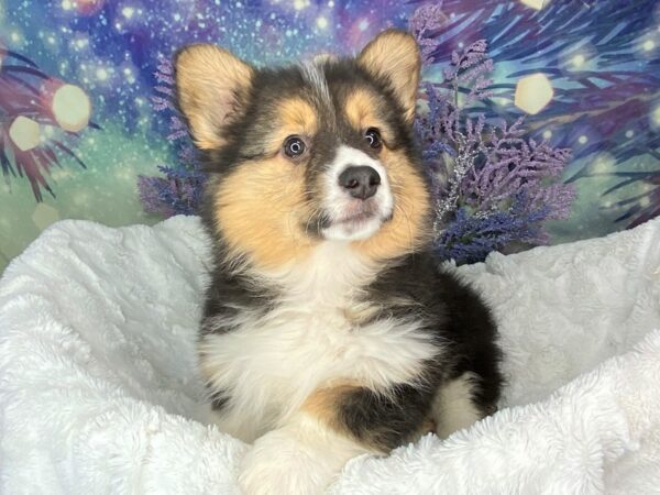 Pembroke Welsh Corgi-DOG-Female-Black White / Tan-1908-Petland Lancaster, Ohio