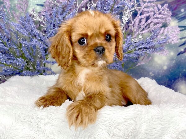 Cavalier King Charles Spaniel-DOG-Male-Ruby-1905-Petland Lancaster, Ohio
