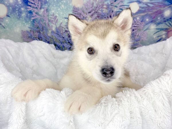 Alaskan Malamute-DOG-Male-Sable / White-1906-Petland Lancaster, Ohio