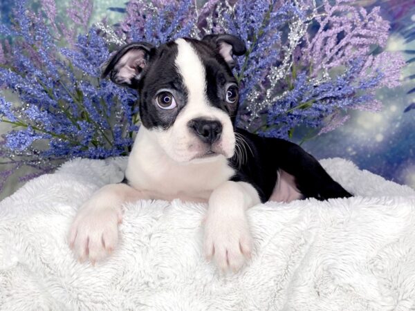 Boston Terrier-DOG-Male-Black / White-1907-Petland Lancaster, Ohio