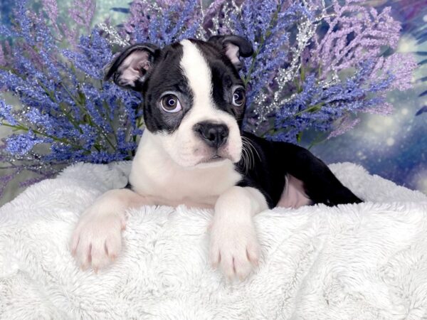 Boston Terrier DOG Male Black / White 1907 Petland Lancaster, Ohio