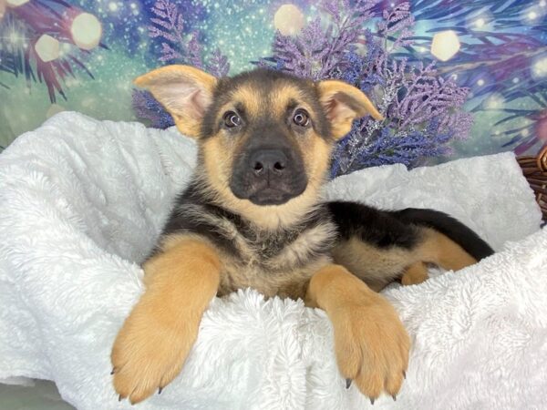 German Shepherd Dog DOG Female Black / Tan 1909 Petland Lancaster, Ohio