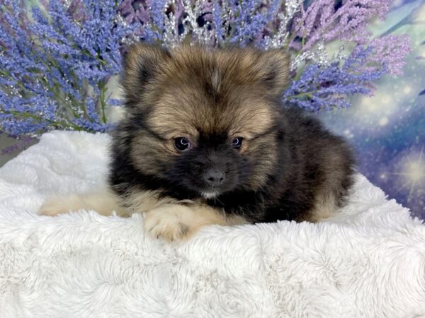 Pomeranian DOG Male blk wht 1919 Petland Lancaster, Ohio