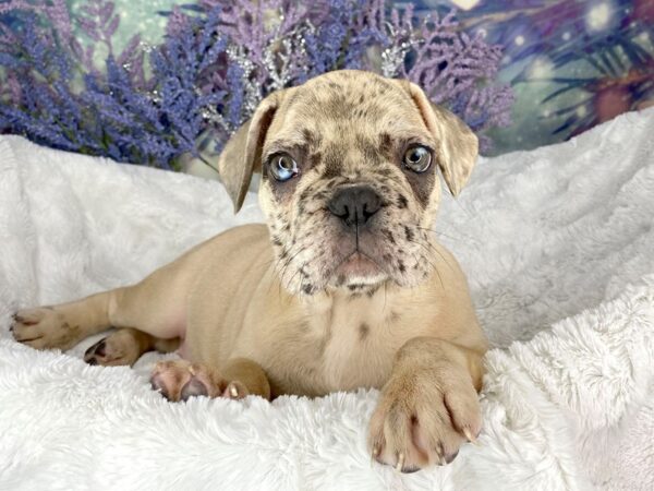 French Bulldog-DOG-Male-fawn merle-1918-Petland Lancaster, Ohio