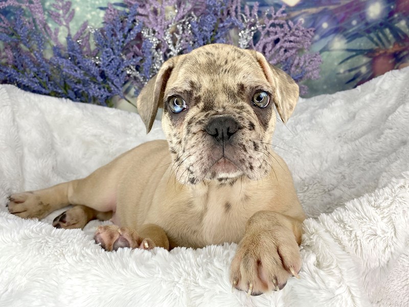 French Bulldog Puppy fawn merle ID 1918 Located at Petland Lancaster
