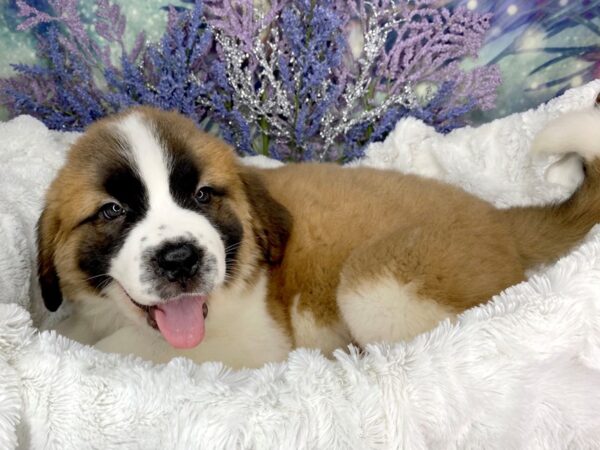 Saint Bernard DOG Female Sable White 1914 Petland Lancaster, Ohio