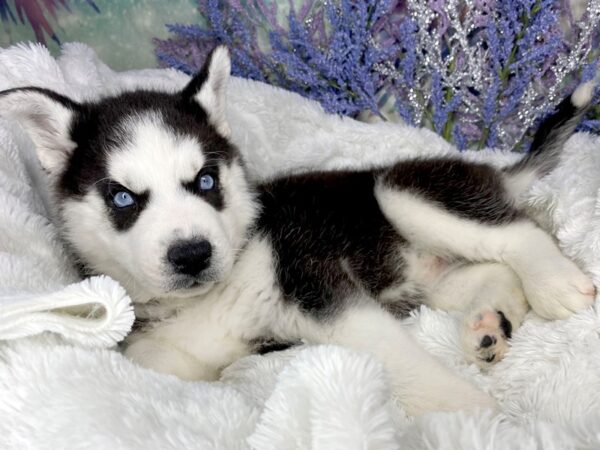 Siberian Husky DOG Female blk wht 1913 Petland Lancaster, Ohio