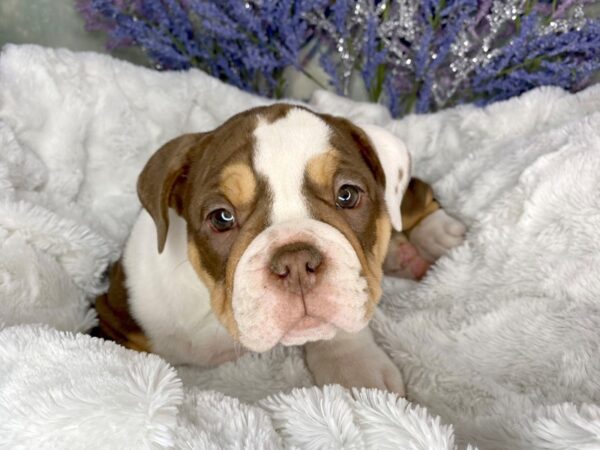 Olde English Bulldog-DOG-Female-choc tri-1917-Petland Lancaster, Ohio