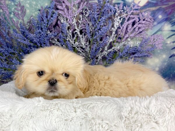 Pekingese DOG Female cream 1921 Petland Lancaster, Ohio