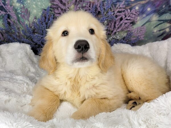 Golden Retriever DOG Male Golden 1915 Petland Lancaster, Ohio