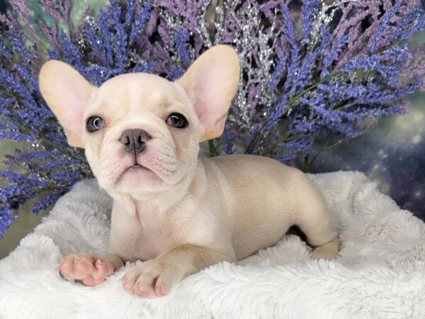 French Bulldog DOG Female CREAM 1916 Petland Lancaster, Ohio