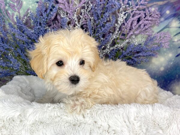 Maltipoo DOG Male white cream 1910 Petland Lancaster, Ohio