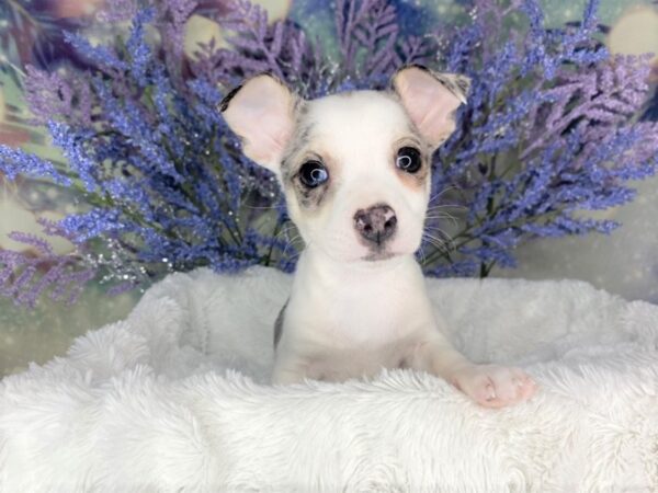 Chihuahua DOG Male Blue Merle 1894 Petland Lancaster, Ohio