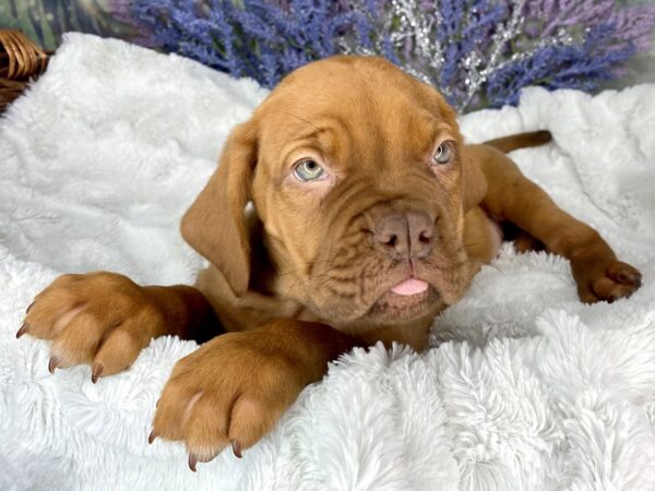 Dogue De Bordeaux-DOG-Female-Red-1922-Petland Lancaster, Ohio