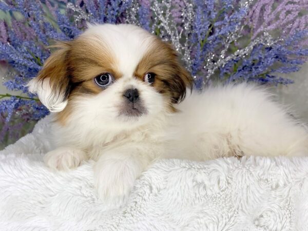 Pekingese DOG Female TAN 1926 Petland Lancaster, Ohio