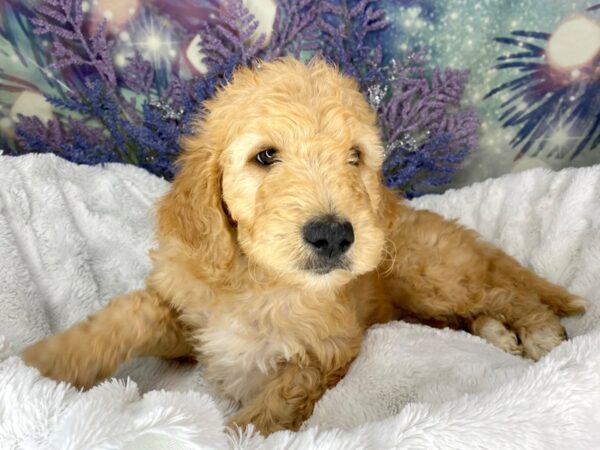 Goldendoodle 2nd Gen DOG Male Cream 1927 Petland Lancaster, Ohio