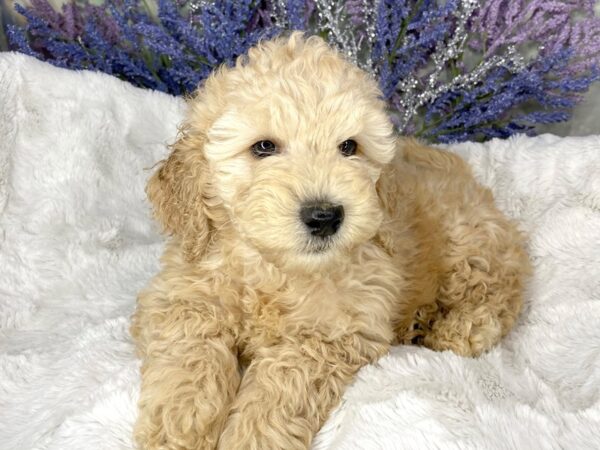 F2 MINI GOLDENDOODLE DOG Female CREAM 1928 Petland Lancaster, Ohio