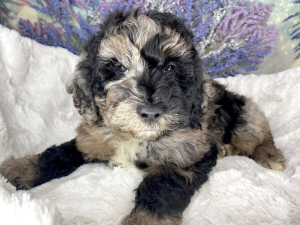 F2 MINI GOLDENDOODLE DOG Male BLUE MERLE 1929 Petland Lancaster, Ohio