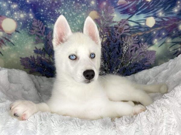 Siberian Husky DOG Female White 1933 Petland Lancaster, Ohio