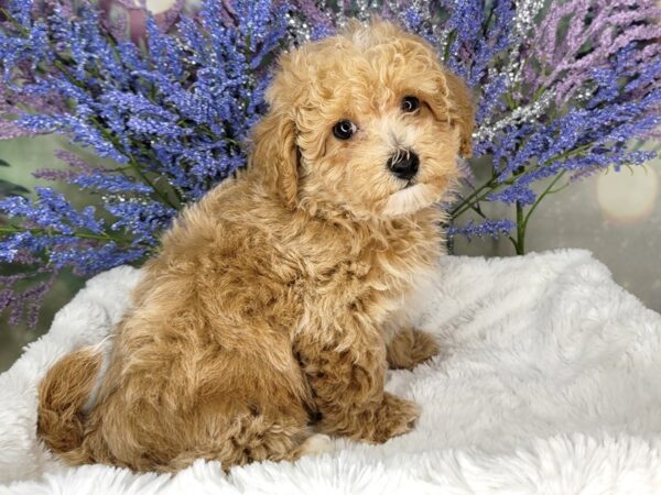 Bichapoo-DOG-Male-Apricot-1941-Petland Lancaster, Ohio